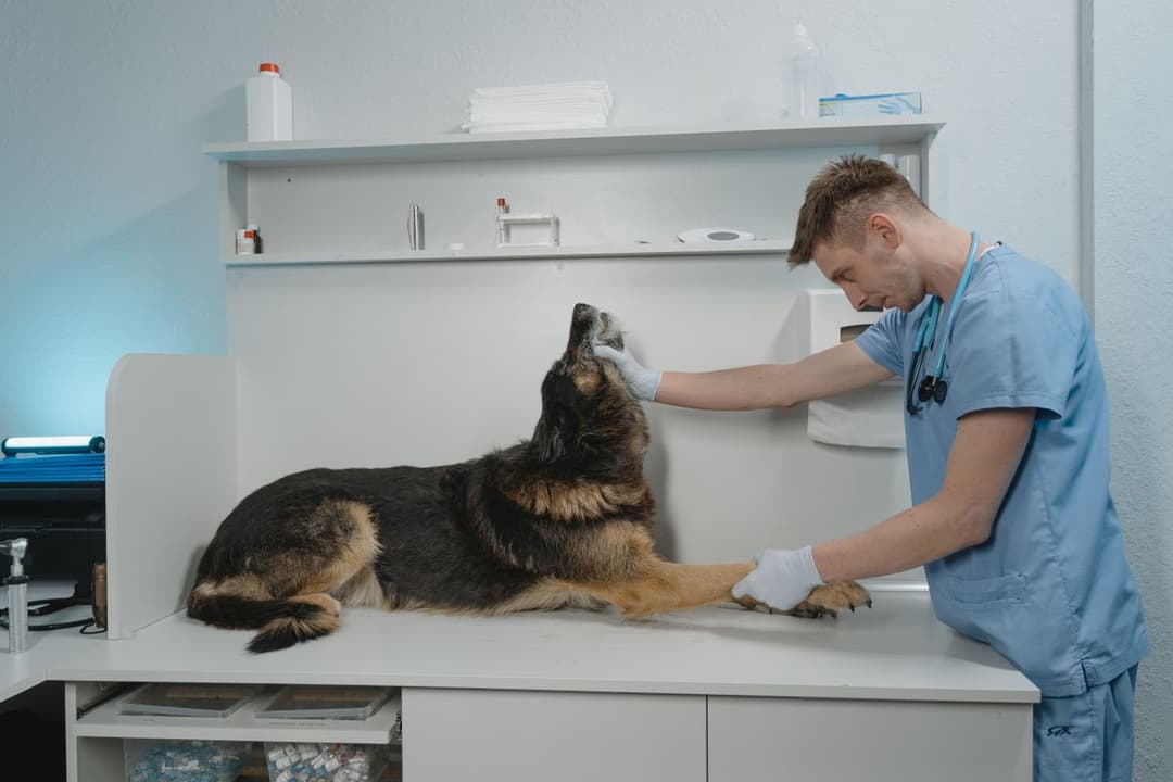 A veterinarian examining a dog on the exam table