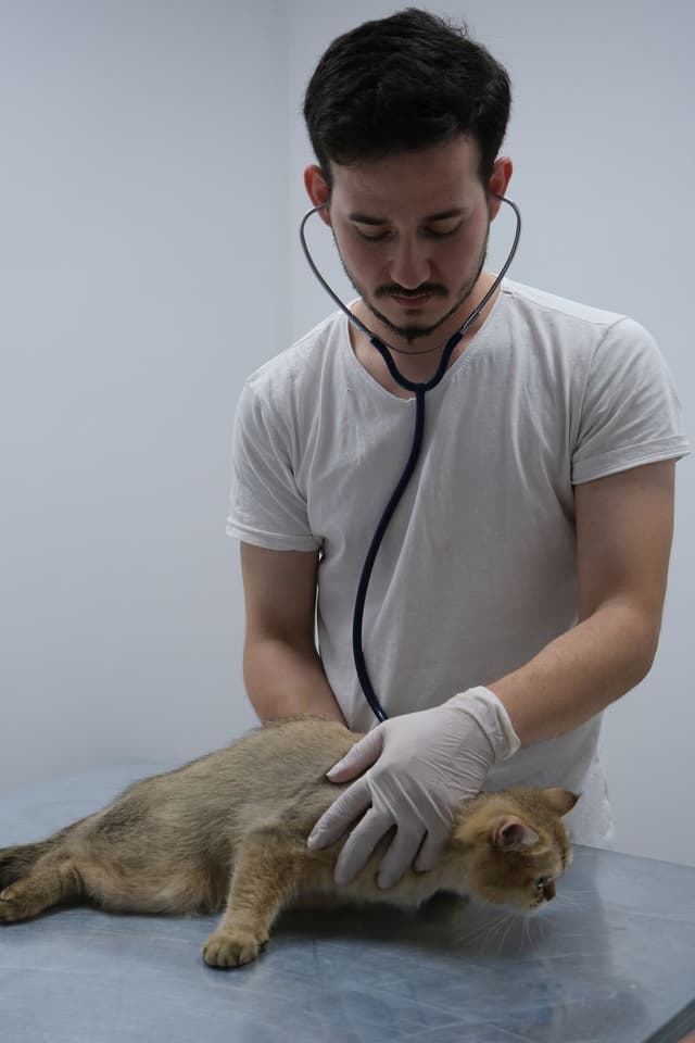 A veterinarian examining a cat with a stethoscope